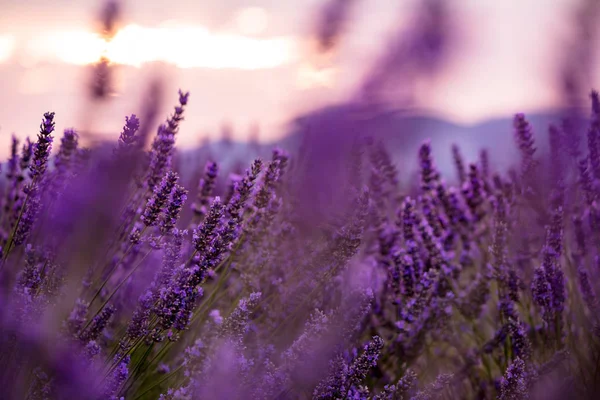 Primer plano Arbustos de lavanda flores aromáticas púrpuras —  Fotos de Stock