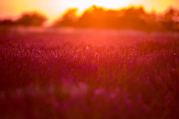 Красочный закат на лавандовом поле — стоковое фото