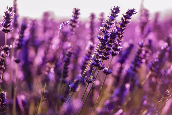 Sträucher mit lila aromatischen Lavendelblüten aus der Nähe — Stockfoto