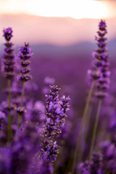 Close up Bushes of lavender purple aromatic flowers — Stock Photo, Image