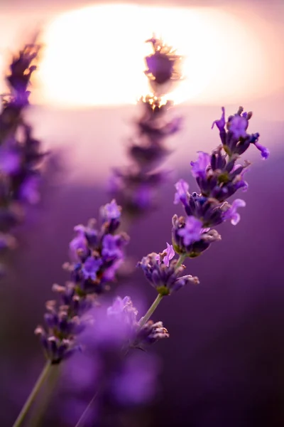 Primer plano Arbustos de lavanda flores aromáticas púrpuras —  Fotos de Stock