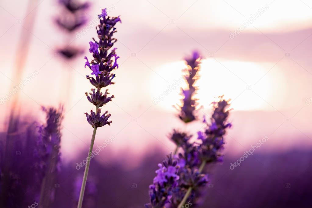 Close up Bushes of lavender purple aromatic flowers
