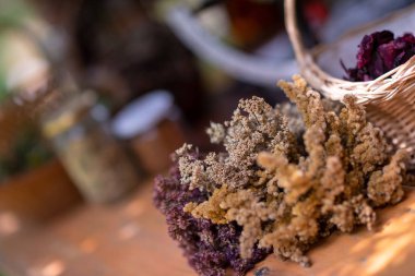 Bitkibilimci atölyesi