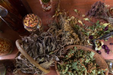 Bitkibilimci atölyesi