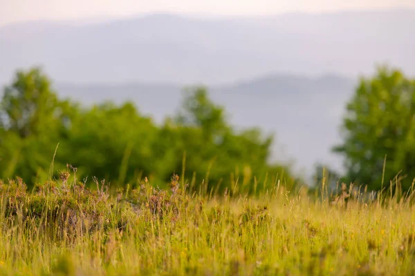 Paisagem natureza verão — Fotografia de Stock