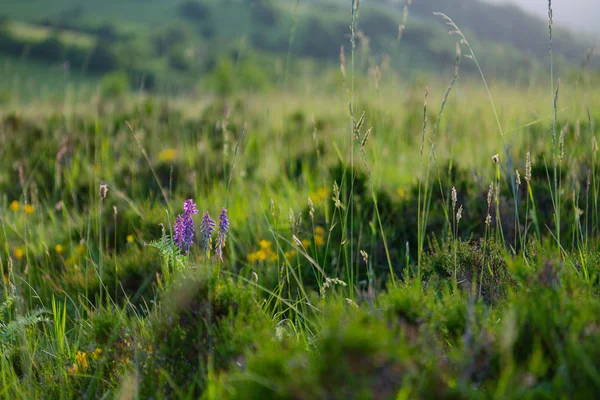 Paisaje naturaleza verano — Foto de Stock