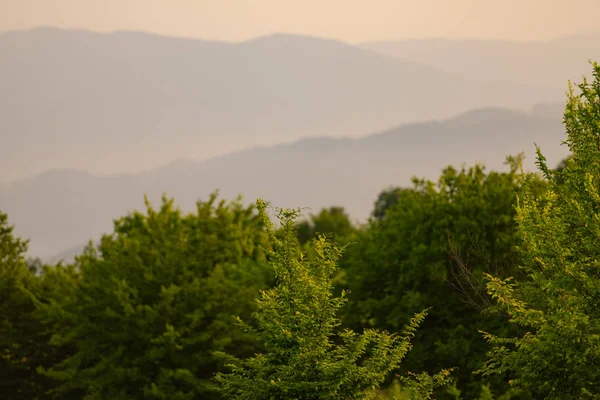 Paesaggio natura estate — Foto Stock