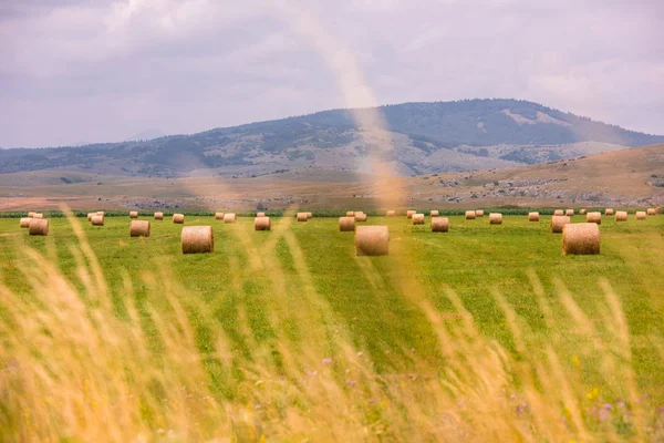 Rollos de heno en un amplio campo —  Fotos de Stock