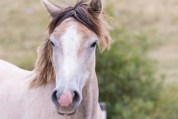 Porträt des schönen Wildpferdes — Stockfoto