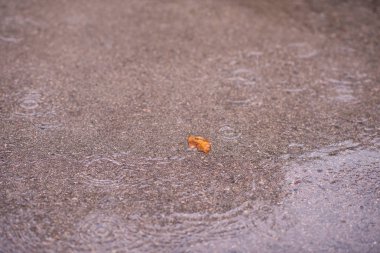 ıslak asfalt yolda bırakın