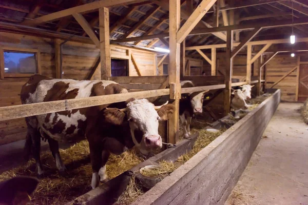 Herd of cows eating hay in cowshed on dairy farm — Stock Photo, Image