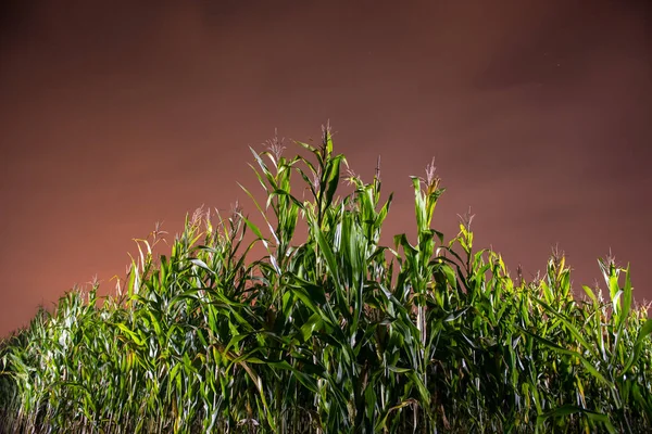 Campos de milho — Fotografia de Stock