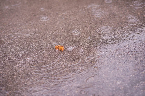 Lasciare su strada asfaltata bagnata — Foto Stock