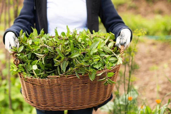 Panier de jardinage en bois avec des herbes — Photo