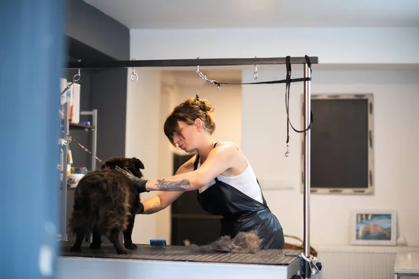 Zvířecí kadeřník žena řezná srst roztomilým černým psem — Stock fotografie