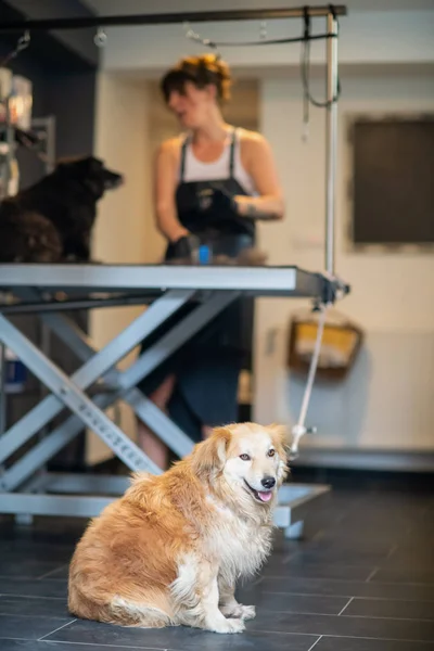 Pet hairdresser woman cutting fur of cute black dog — Stock Photo, Image