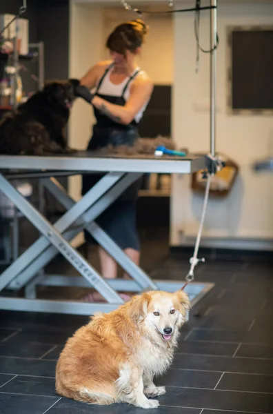 Pet hairdresser woman cutting fur of cute black dog — Stock Photo, Image