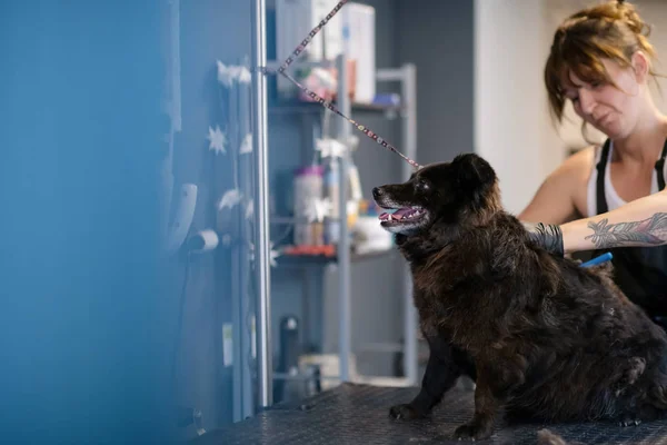 かわいい黒い犬の毛皮を切るペット美容師の女性 — ストック写真