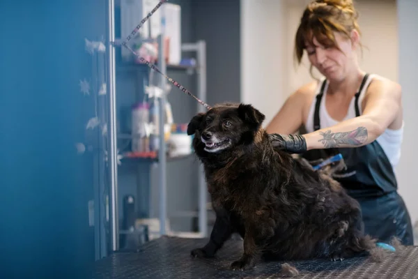 Peluquería mascota mujer corte de piel de lindo perro negro — Foto de Stock