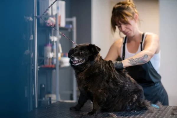 Wanita penata rambut hewan peliharaan memotong bulu anjing hitam lucu — Stok Foto