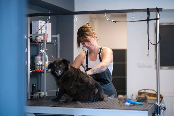 宠物理发师妇女切割可爱的黑狗的毛皮 — 图库照片