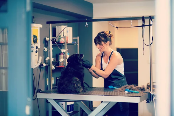 Peluquería mascota mujer corte de piel de lindo perro negro — Foto de Stock