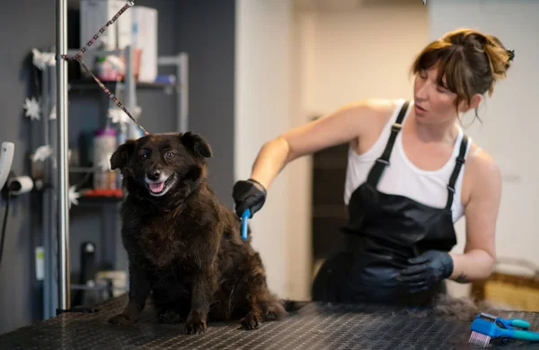 Pet hairdresser woman cutting fur of cute black dog — Stock Photo, Image