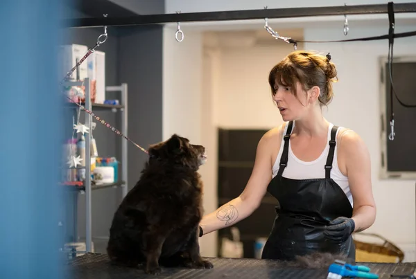 Peluquería mascota mujer corte de piel de lindo perro negro — Foto de Stock