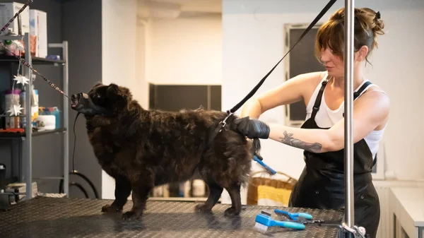 Huisdier Kapper vrouw snijden bont van schattige zwarte hond — Stockfoto