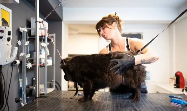 PET κομμωτής γυναίκα κοπή γούνα του χαριτωμένο μαύρο σκυλί — Φωτογραφία Αρχείου