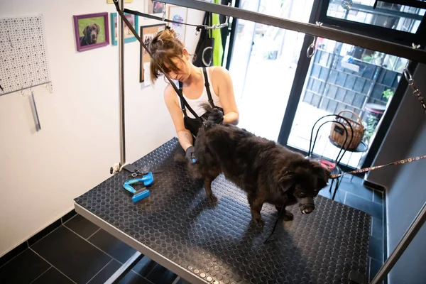 Pet hairdresser woman cutting fur of cute black dog — Stock Photo, Image