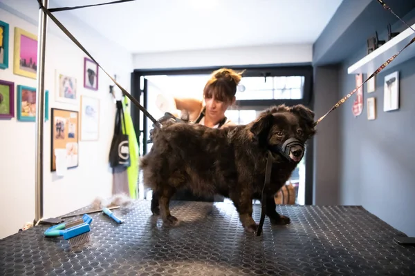 Pet hairdresser woman cutting fur of cute black dog — Stock Photo, Image