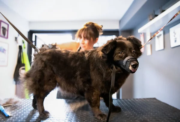 Домашня перукарня жінка, що ріже хутро милої чорної собаки — стокове фото
