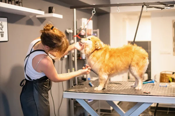 Huisdier Kapper vrouw snijden bont van schattige gele hond — Stockfoto