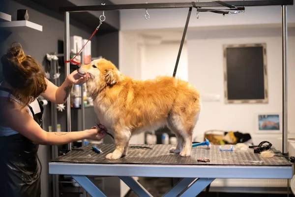 Huisdier Kapper vrouw snijden bont van schattige gele hond — Stockfoto