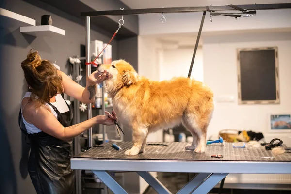 Animal de estimação cabeleireiro mulher corte de pele de cão amarelo bonito — Fotografia de Stock