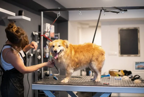 PET Fryzjer kobieta cięcie futro z ładny żółty pies — Zdjęcie stockowe