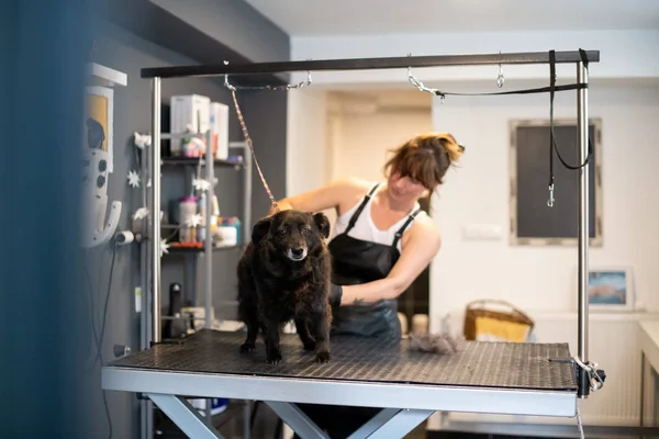 Huisdier Kapper vrouw snijden bont van schattige zwarte hond — Stockfoto