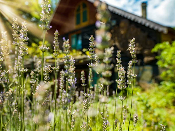 Maison cotage en bois — Photo