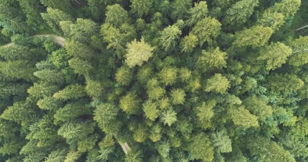 Antenn Flyga Över Moln Med Blå Himmel Backgroubnd Vacker Solig — Stockvideo