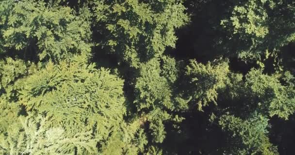 Bulutların Üzerinde Gökyüzü Masmavi Güzel Güneşli Bir Günde Uçuyor — Stok video