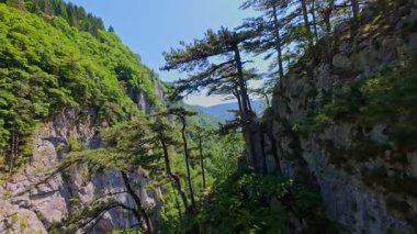 Bereketli yeşil ağaçlar ve ormanlarla çevrili kayalık bir uçurumdan şelalenin havadan çekilmiş videosu güneşli bir yaz gününde FPV insansız hava aracıyla ağır çekimde çekildi..