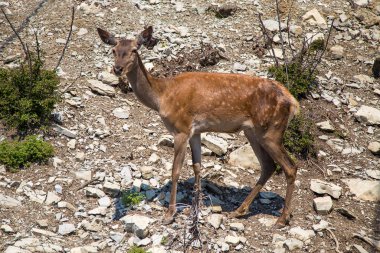 dağlarda vahşi karaca kapatın