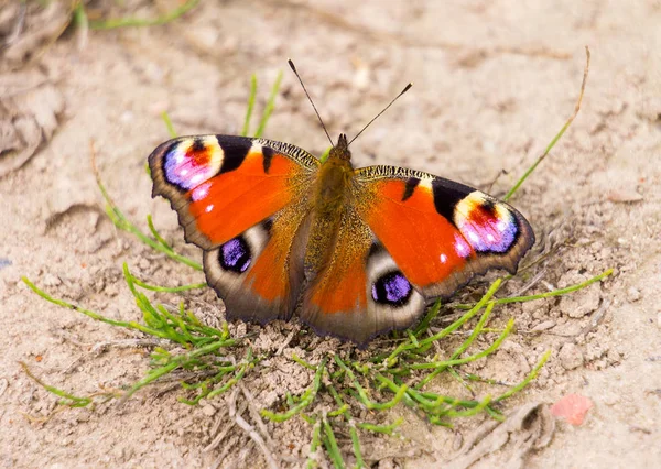 Nahaufnahme Pfau Schmetterling Auf Dem Boden Sitzend — Stockfoto