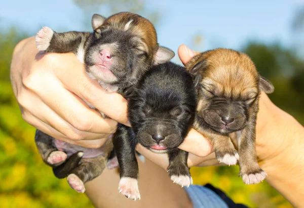 Three Newborn Puppies Hands Green Background — Stock Photo, Image