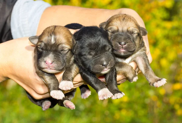 Tres Cachorros Recién Nacidos Manos Sobre Fondo Verde —  Fotos de Stock