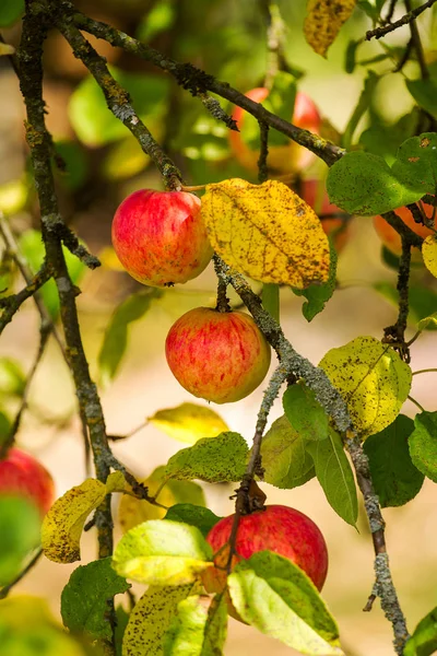 Närbild Mogna Röda Äpplen Filial — Stockfoto