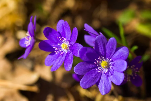 クローズアップヘパティカ 最初の春の花 ロイヤリティフリーのストック画像