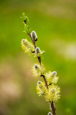 Kukum şube yeşil zemin üzerine