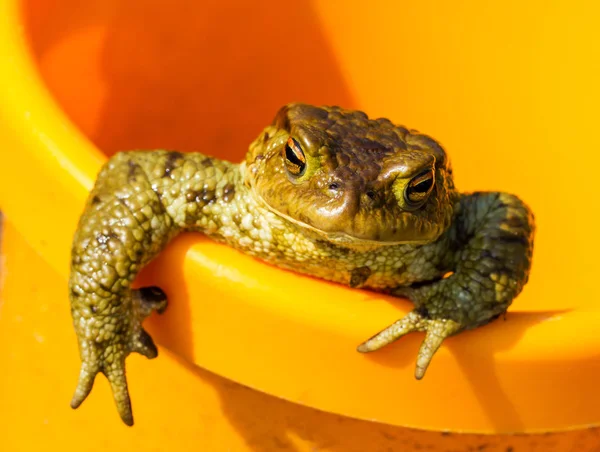 Komik kurbağa kova içinde oturan — Stok fotoğraf